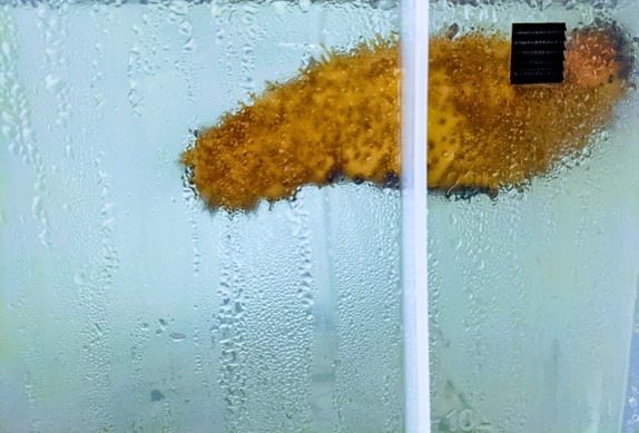 Sea cucumber in a glass box