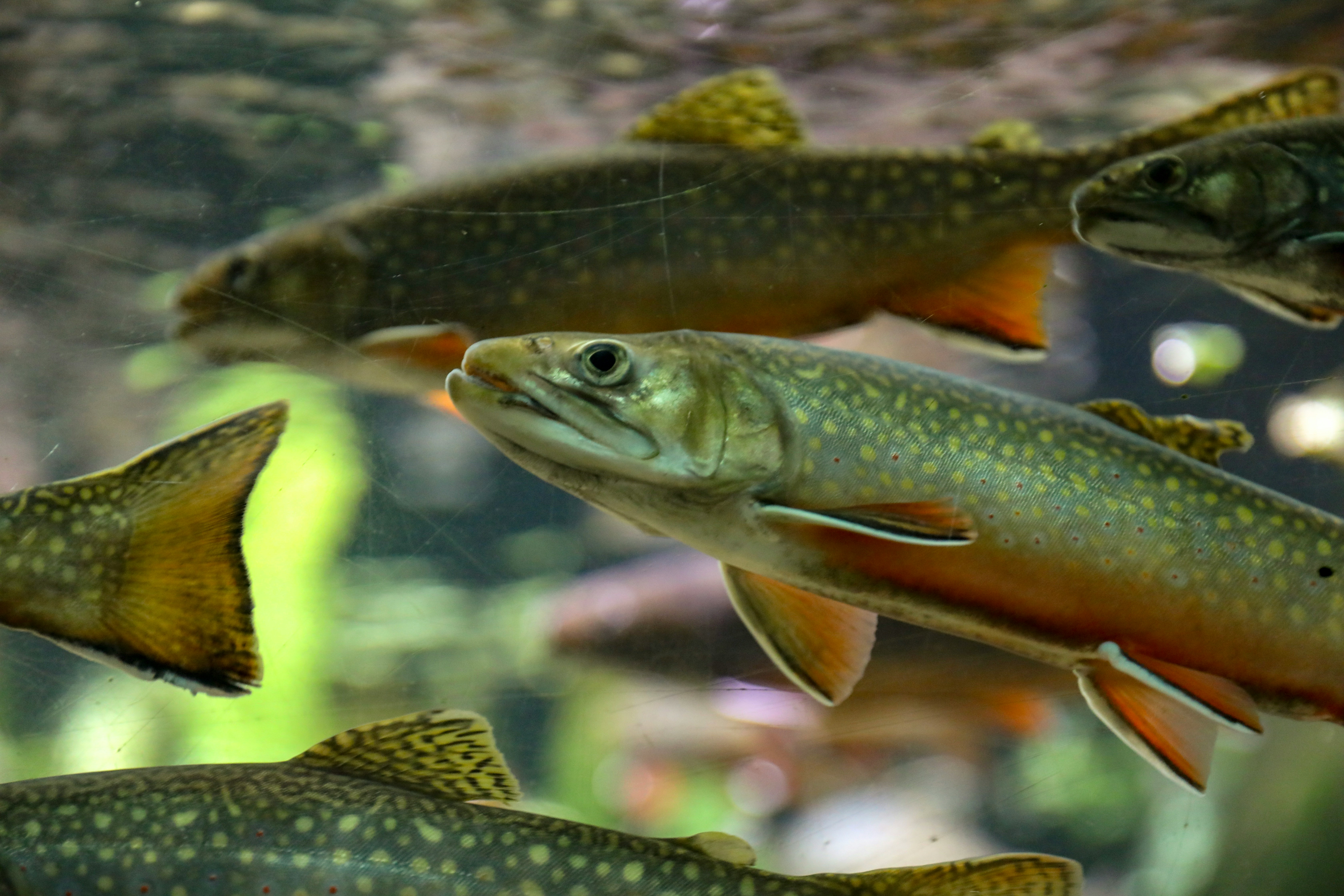 Understanding failure rates in Rainbow trout populations