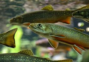 Understanding failure rates in Rainbow trout populations