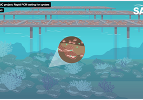 Full R&D: Pre-emptive and non-invasive pathogen diagnostics to prevent the spread of shellfish disease