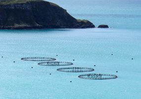 Evaluating the efficacy and welfare implications of thermal delousing in Scottish salmonid aquaculture
