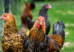 Integrating avian protein products into salmon feed practices