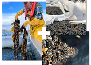 Shell-volution collage.png