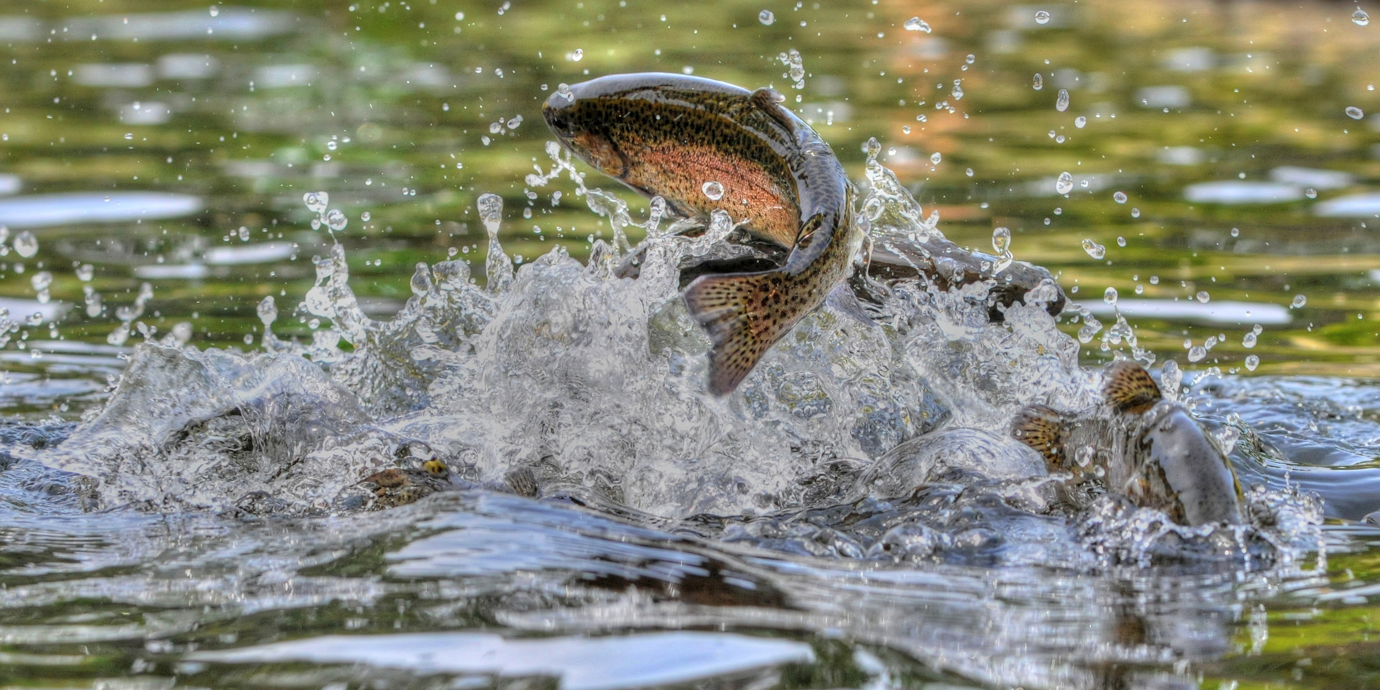 Developing a novel vaccine for prevention of Rainbow trout fry syndrome
