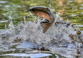 Developing a novel vaccine for prevention of Rainbow trout fry syndrome