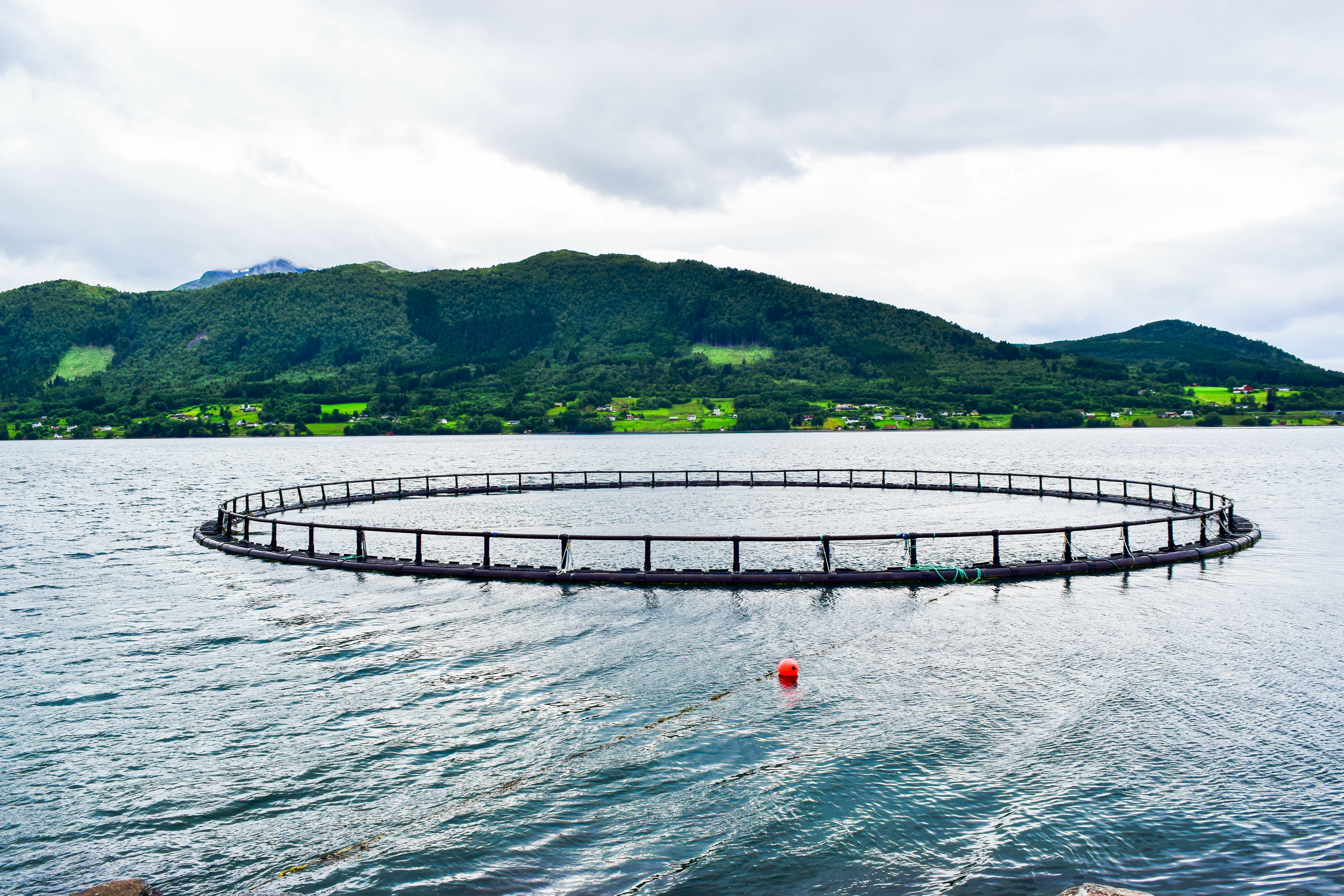 Enhancing lipid metabolism and health in farmed Atlantic salmon