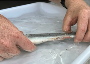 FHF Sea Lice Image.png