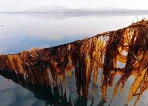 KelpCrofters 2.jpg