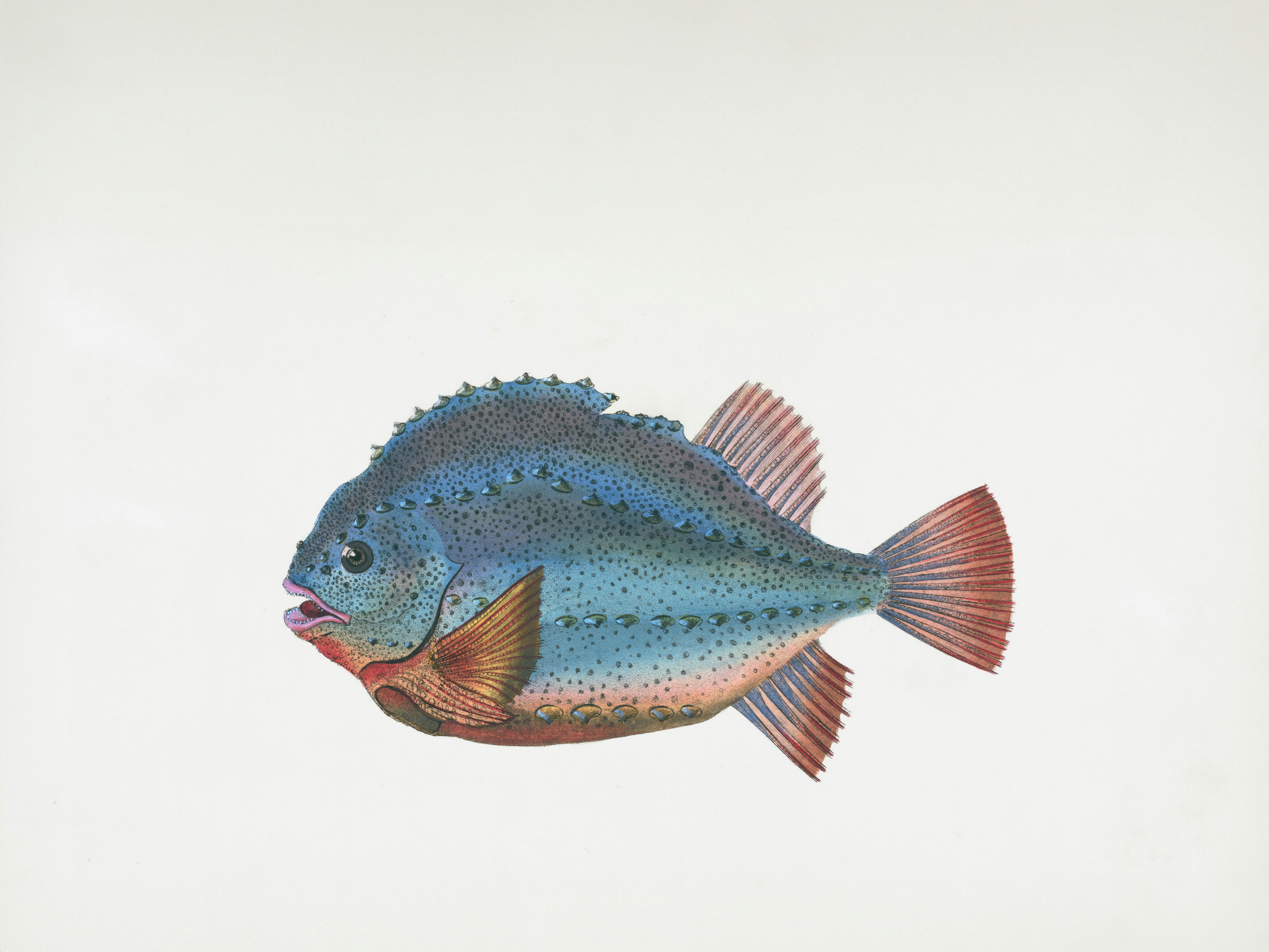 Unsplash NY Public Library lumpfish.jpg